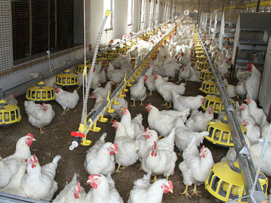 Chain&pan type feeding system for breeder