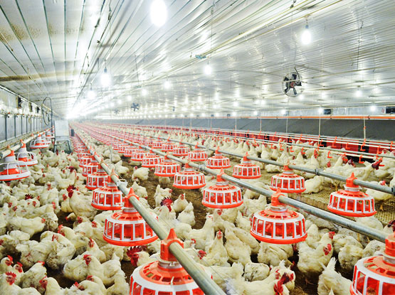 Pan type feeding system for breeder
