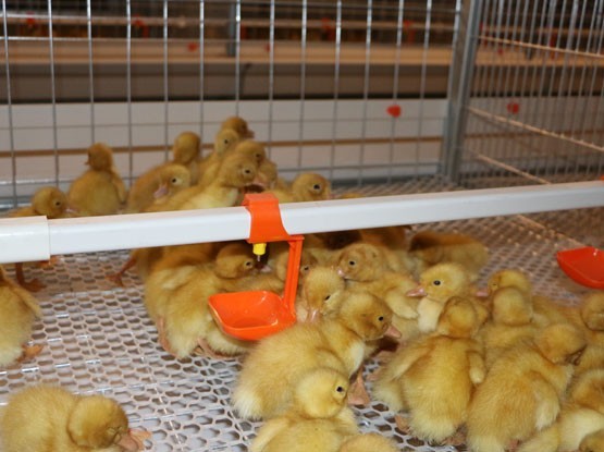 Meat Duck Pan Feeding System